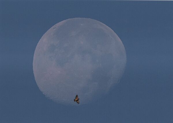 「月の軌道に乗る。」牧内有三（那須塩原）
