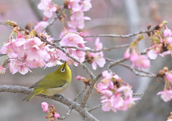 カワヅザクラの花の蜜を吸うメジロ