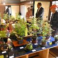 さくら・瀧澤家住宅で「山野草展」　丹精込めた100点を紹介　17日まで