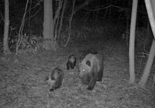 札幌市街地にヒグマ続々