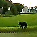 那須塩原・クマに襲われ男性重傷　黒磯北中でクマのふん、足跡のようなもの…