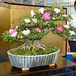 益子焼とサツキ共演で世界にアピール 大型の植木鉢展示へ 「鹿沼さつき祭…