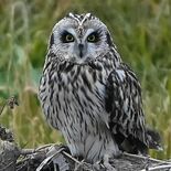 コミミズク飛来　土手で翼休め　渡良瀬遊水地