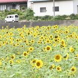 季節外れのヒマワリが見頃　住民有志が栽培、１人５本まで持ち帰りOK
