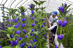 リンドウの出荷