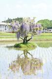 “ぽつん”と芸術的なフジ