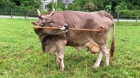 ウシも道具使える？認知能力か