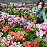 サクラソウ出荷進む　春色に咲きそろう　宇都宮【動画】