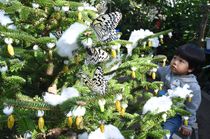 黄金のサナギツリー展示　真岡