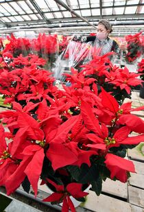 ポインセチア出荷大詰め　下野