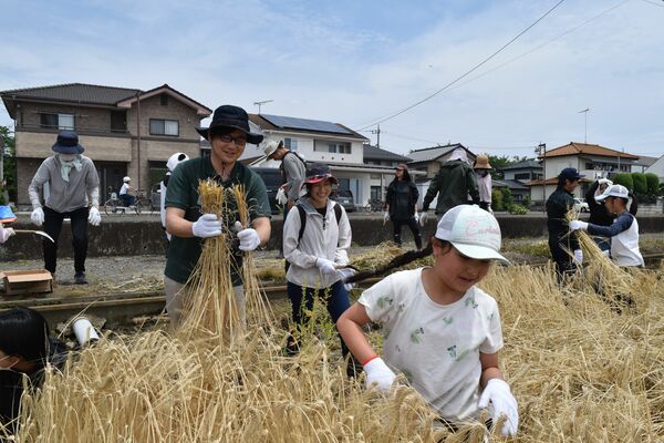麦刈りを体験する親子