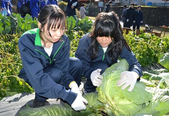 巨大なキャベツを収穫する生徒ら