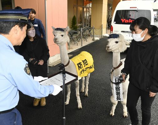 一日警察署長を委嘱されたアルパカの華梨（右）＝11日午後、宇都宮市陽東６丁目