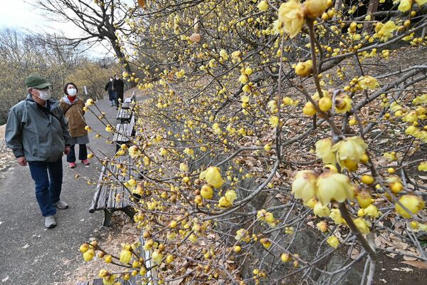 見頃となった羽黒山のロウバイ（超広角レンズ使用）