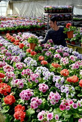 出荷が進むサクラソウ＝１３日午前１１時２０分、宇都宮市古田町