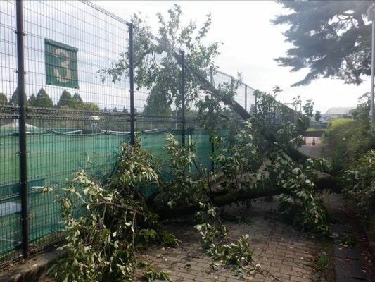 根元が腐食し、テニスコートのフェンスに倒れた桜の木＝宇都宮市の県総合運動公園（県提供）