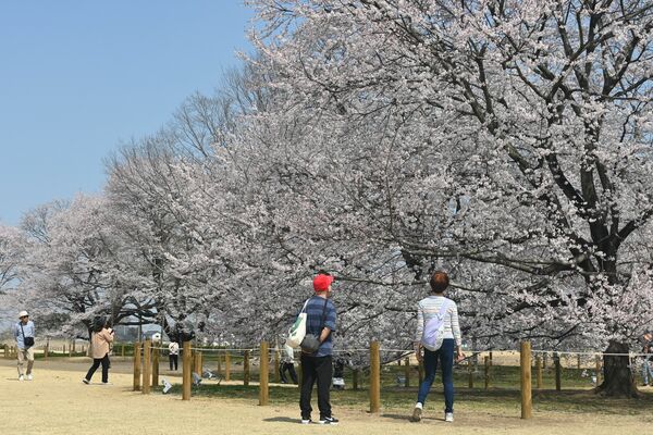 天平の丘公園で見頃を迎えた淡墨桜