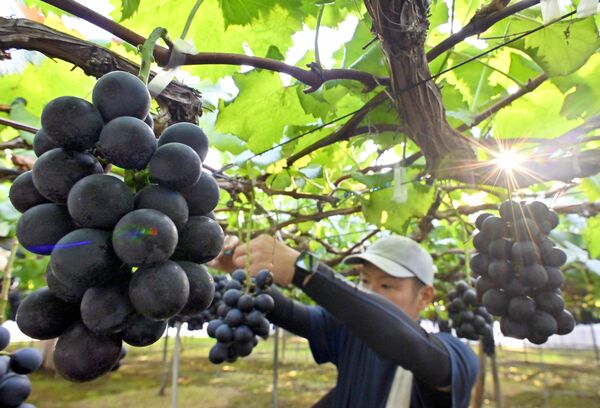 朝日が差し込むハウスで始まったブドウの収穫作業＝13日午前６時30分、栃木市岩舟町静
