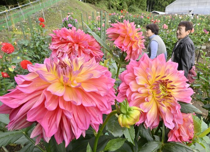 大輪の花が咲き誇るダリア園＝10日午前11時20分、日光市小佐越