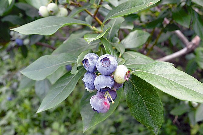 ブルーベリー摘みは予約がお薦め