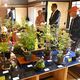 さくら・瀧澤家住宅で「山野草展」　丹精込めた100点を紹介　17日まで