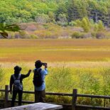 色づく季節到来　小田代原で草紅葉見頃　奥日光