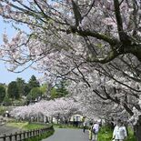 やわやわ、華麗な淡紅色　小山でオモイガワザクラ見頃