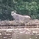 真岡でニホンカモシカ目撃　国特別天然記念物の県獣　県東に生息例なし