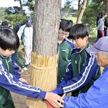 「こも巻き」で松の木 冬支度　大田原・下侍塚古墳で小中学生らが作業