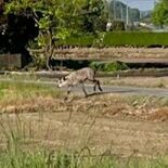 目撃相次いだニホンカモシカ　どんな動物？　どうしてこんなところに？　真…