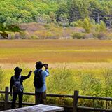 色づく季節到来　小田代原で草紅葉見頃　奥日光