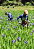 カキツバタ那珂川で出荷ピーク
