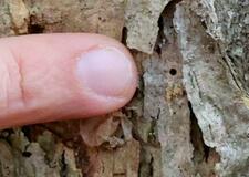 北の大地、広がる「ナラ枯れ」