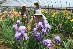 【夕刊】鮮やかな色と甘い香りにうっとり