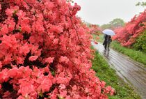 那須高原でヤマツツジ見頃