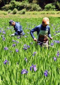 カキツバタ那珂川で出荷ピーク