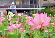 梅雨空の下 ハス鮮やか　日光