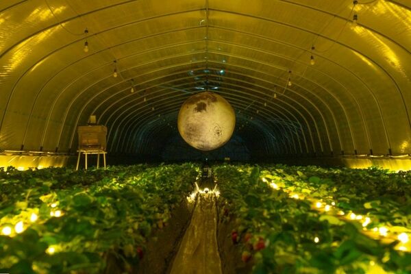 「月夜のいちご狩り」のビニールハウス内のイメージ