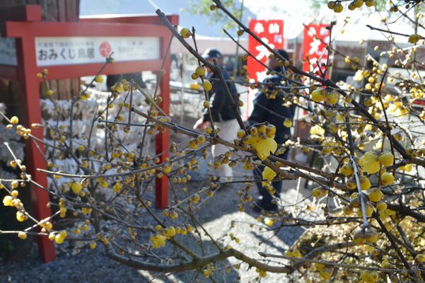 三分咲きになったロウバイ
