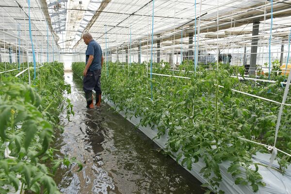大雨の影響で冠水したトマト栽培のハウス＝26日午後２時30分、塩谷町大宮