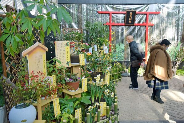 縁起が良いとされる花が並ぶ企画展