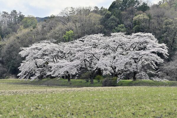 佐野市・佐柄見の桜は満開から散り始め＝８日午後