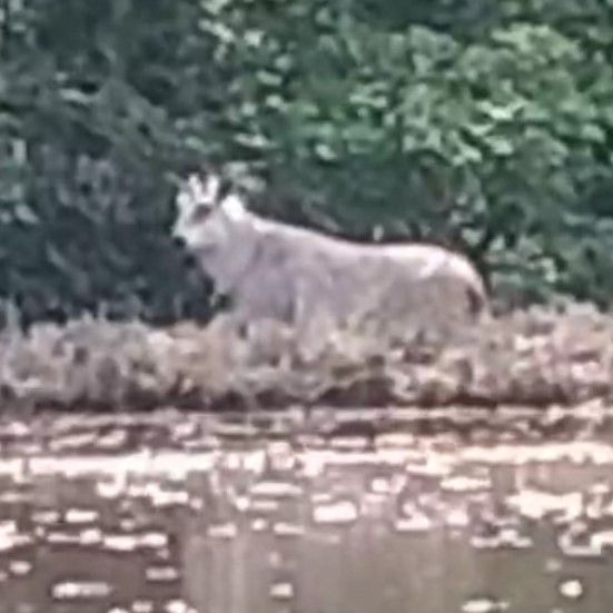 ニホンカモシカの死骸、真岡の用水路で発見 4月下旬から目撃相次いだ