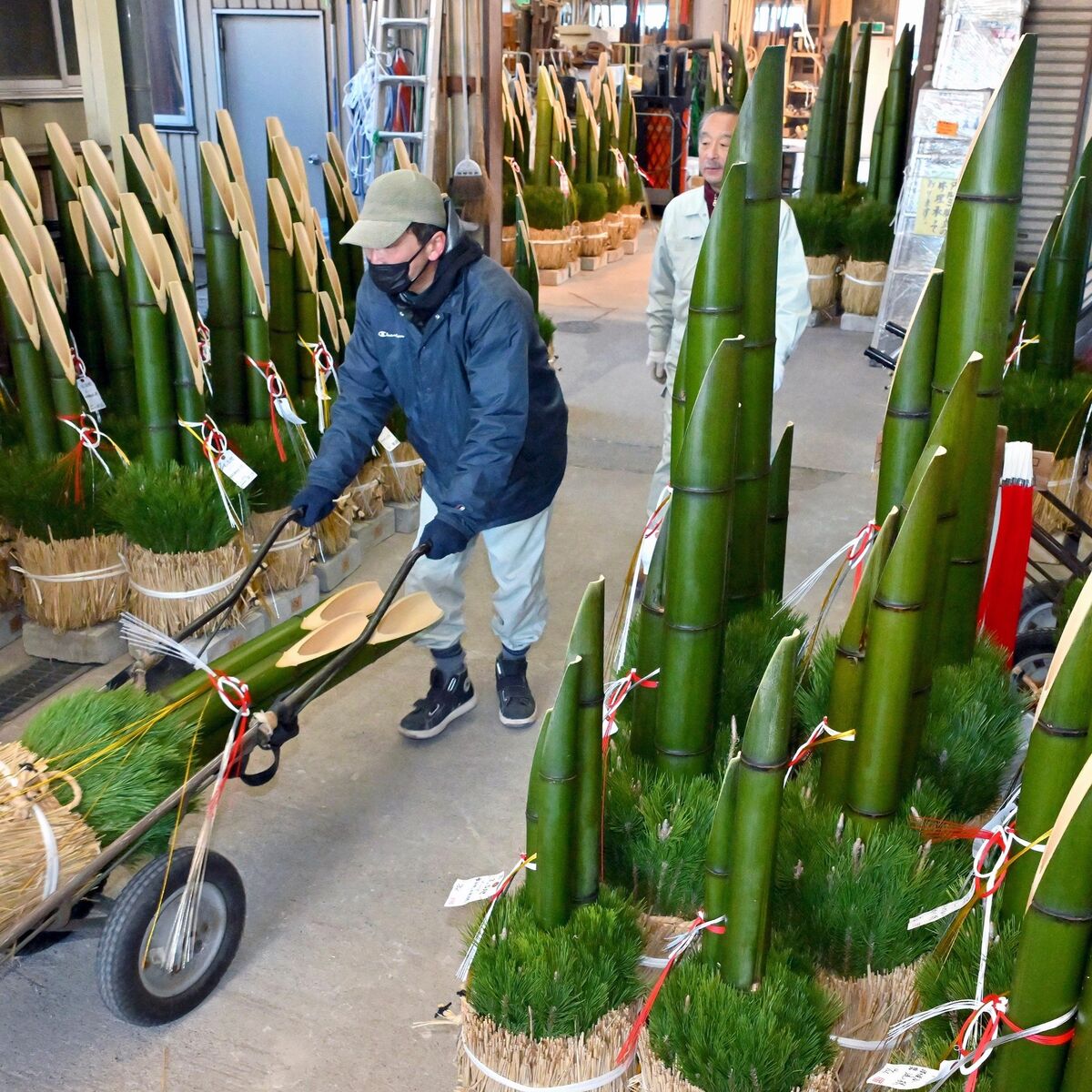 新年へ青さも新鮮 門松出荷ピーク 宇都宮「池田竹店」 若山農場の