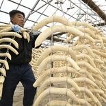 干し大根、出荷進む　鹿沼　市場出荷の県内農家希少「求められる限り続けた…