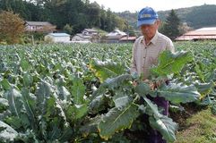 緑黄色野菜の代表格ブロッコリー　鮮やかな緑栄養たっぷり