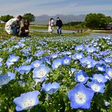 ネモフィラ100万輪が見頃　那須フラワーワールド【動画】