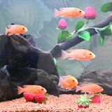 まるでイチゴな生き物、特別展示中　大田原のなかがわ水遊園　フォトスポットやイチゴ試食会も