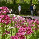 日光・上三依水生植物園でクリンソウ見頃　赤やピンクなど3500株、園内を彩る