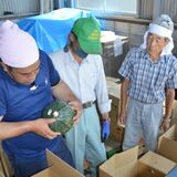 県内イオン５店舗で「中山かぼちゃ」　那須烏山のブランド、30日から販売